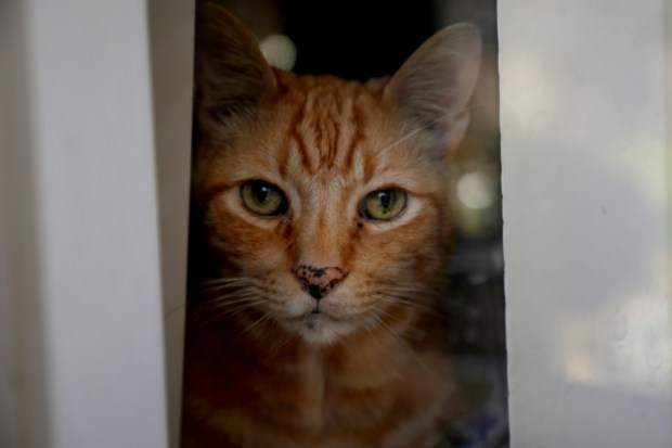 24aec SJM L SHERRY 07XX 5 Priced out: She broke baseballs glass ceiling, but she couldnt keep her Bay Area home