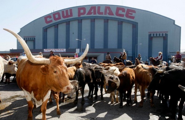 Touch of Evel: A tribute to the Cow Palace 8d95e morgue11livestock 600x391 Touch of Evel: A tribute to the Cow Palace